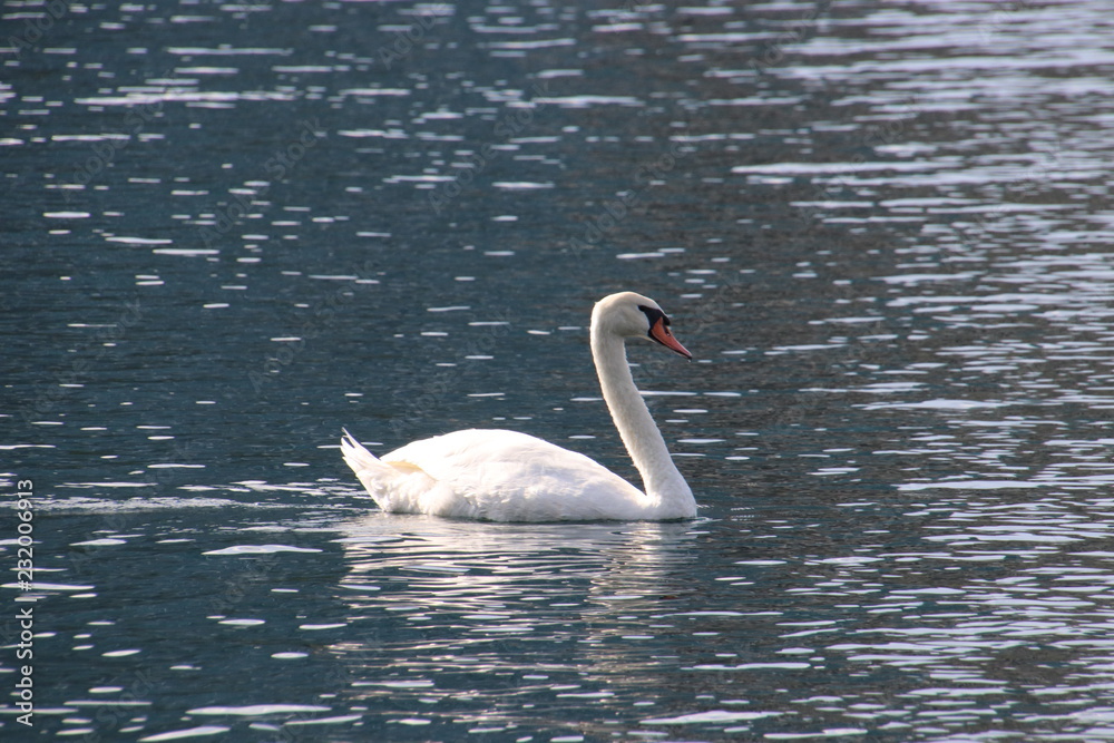 Obraz premium Swan birds swimming on blue reflecting water lake.
