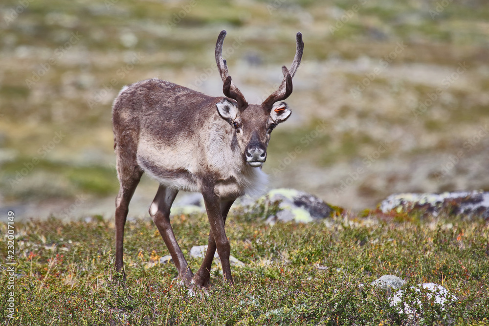 reindeer grazing in nature