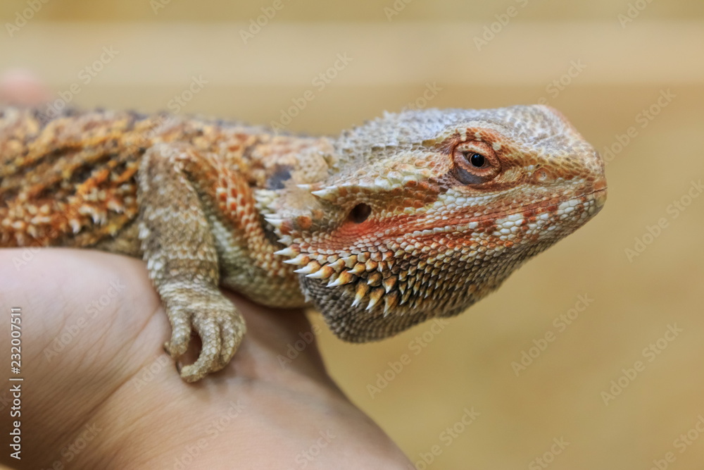 Adult bearded dragon (agama, Pogona vitticeps) lizard in a hand