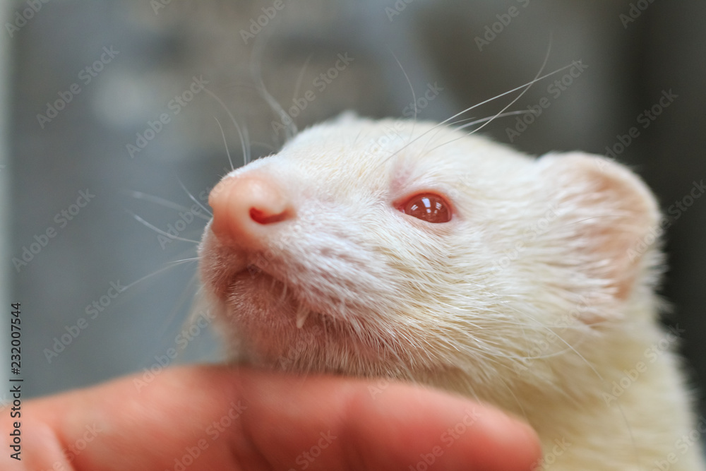 Pet albino ferret being petted in the hand