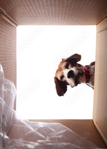 Cute dog taking a look inside of a box