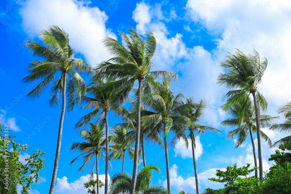 coconut trees with blue sky for natural background