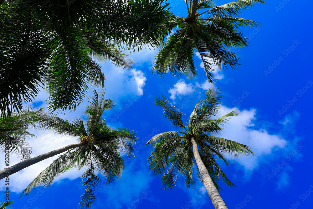 coconut trees with blue sky for natural background