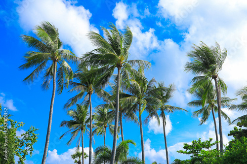 Fototapeta Naklejka Na Ścianę i Meble -  coconut trees with blue sky for natural background