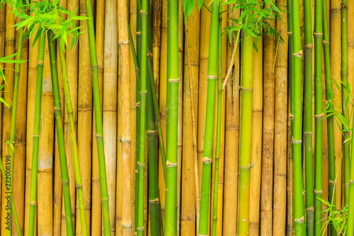bamboo tree wall for natural background