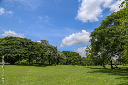 Green park landscape