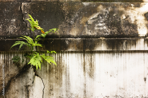 wall texture of temple