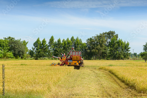 Combine harvester Working on rice field. Harvesting is the process of gathering a ripe crop