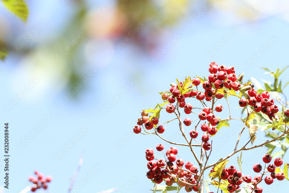 wild red hawthorn fruit in autumn on blue background of blue sky