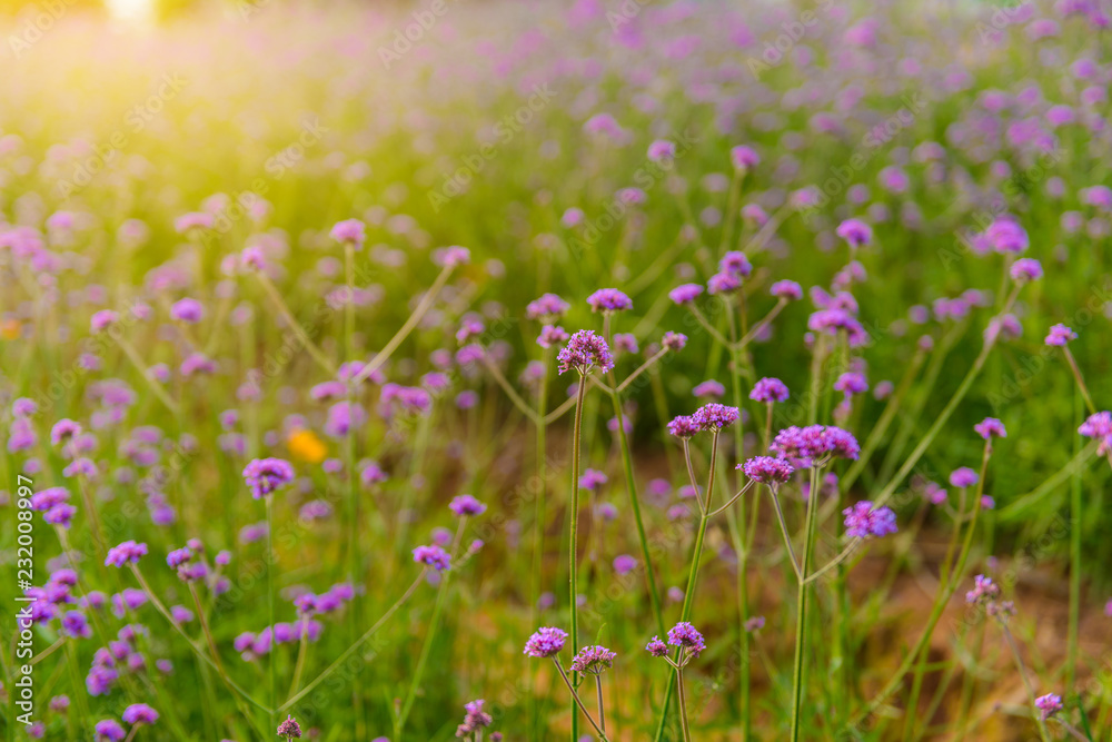 Violet verbena flowers on blurred background with sunshine in the morning