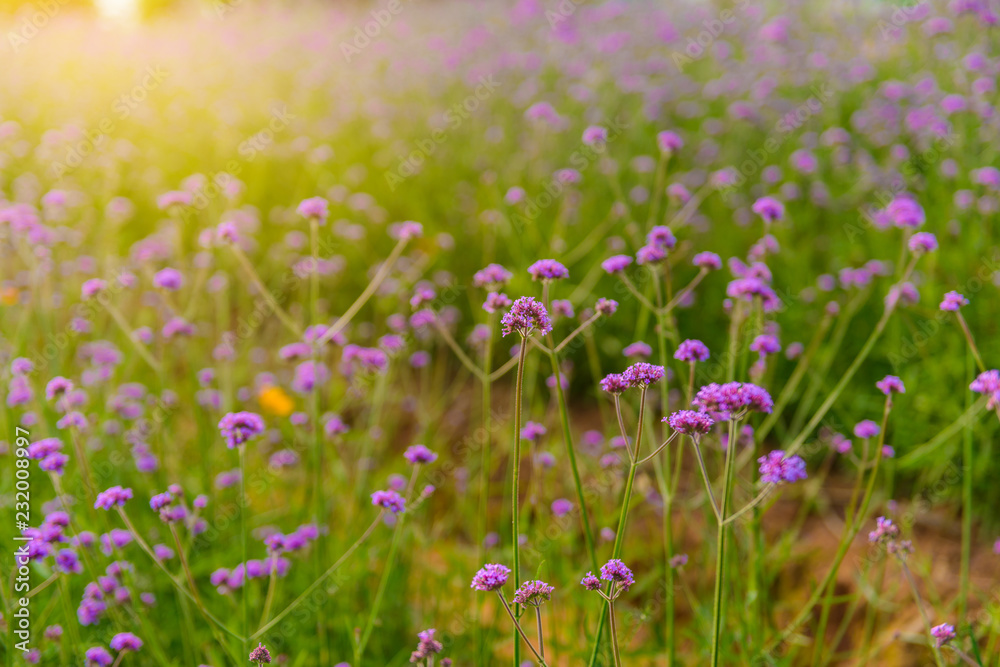 Violet verbena flowers on blurred background with sunshine in the morning Violet verbena flowers on blurred background with sunshine in the morning