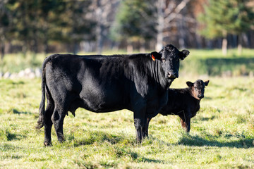 Foto auf Leinwand Kuh Black Angus Kuh und Kalb  © Steve Oehlenschlager
