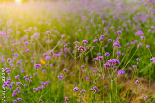 Violet verbena flowers on blurred background with sunshine in the morning