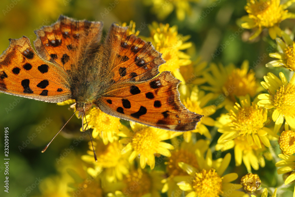 butterfly on yellow wild chrysanthemum flower butterfly on yellow wild chrysanthemum flower