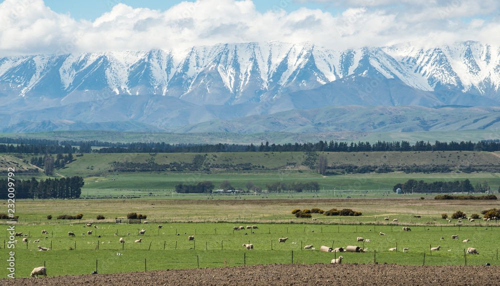 Beautiful snowcapped mountains with sheep farming in south island of New Zealand. Beautiful snowcapped mountains with sheep farming in south island of New Zealand.