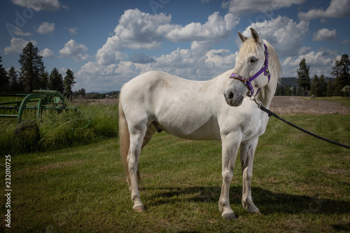 white horse