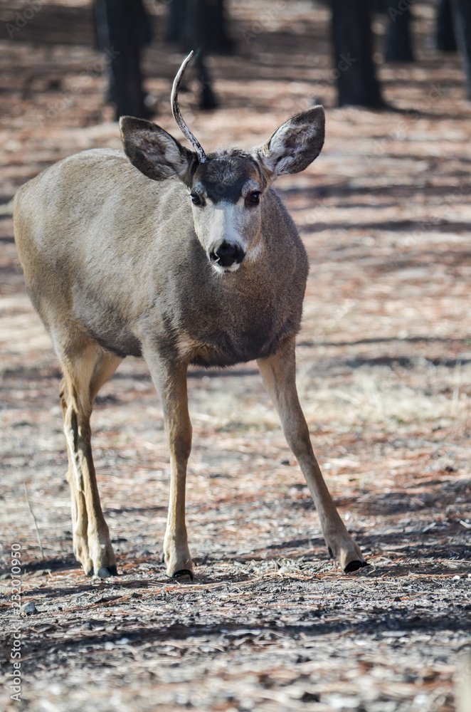 Young buck deer with one antler staring at the camera with burnt trees in the background in Black Fores, dirt, pine needles, beautiful, face.