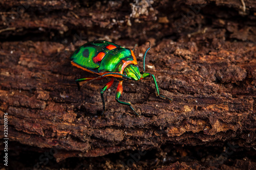 Green jewel bug, Scutiphora pedicellata found around the eastern coast of Australia photo