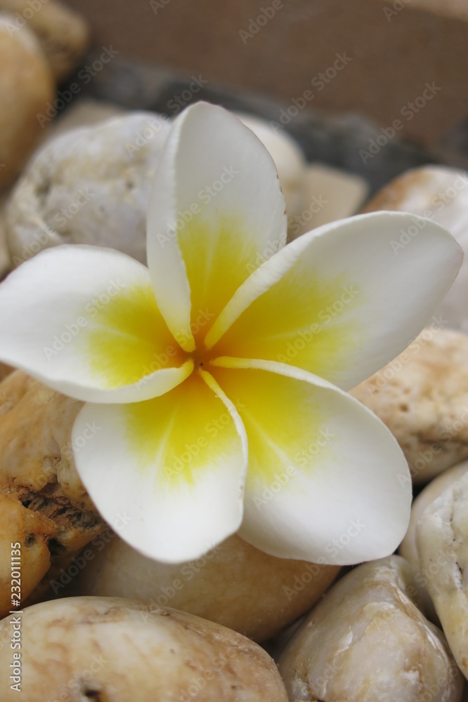 frangipani flowers and stones in a bowl frangipani flowers and stones in a bowl