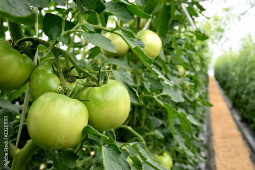 Wallpaper Mural トマト　農園 Torontodigital.ca