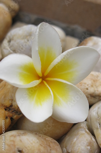 frangipani flowers and stones in a bowl