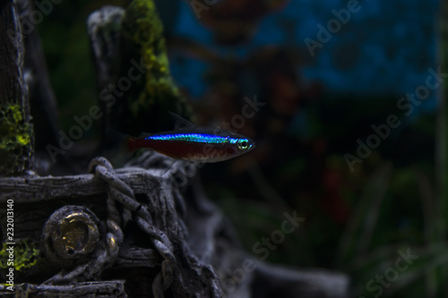 small turquoise and red fish in fish tank