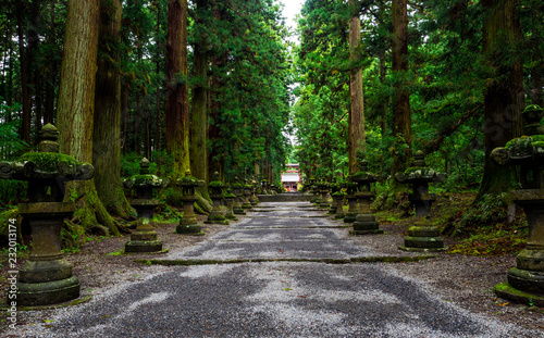 Fujiyoshida Sengen Shrine, a long approach lined by stone lanterns and tall cedar trees, Japan - Sep 2018 photo