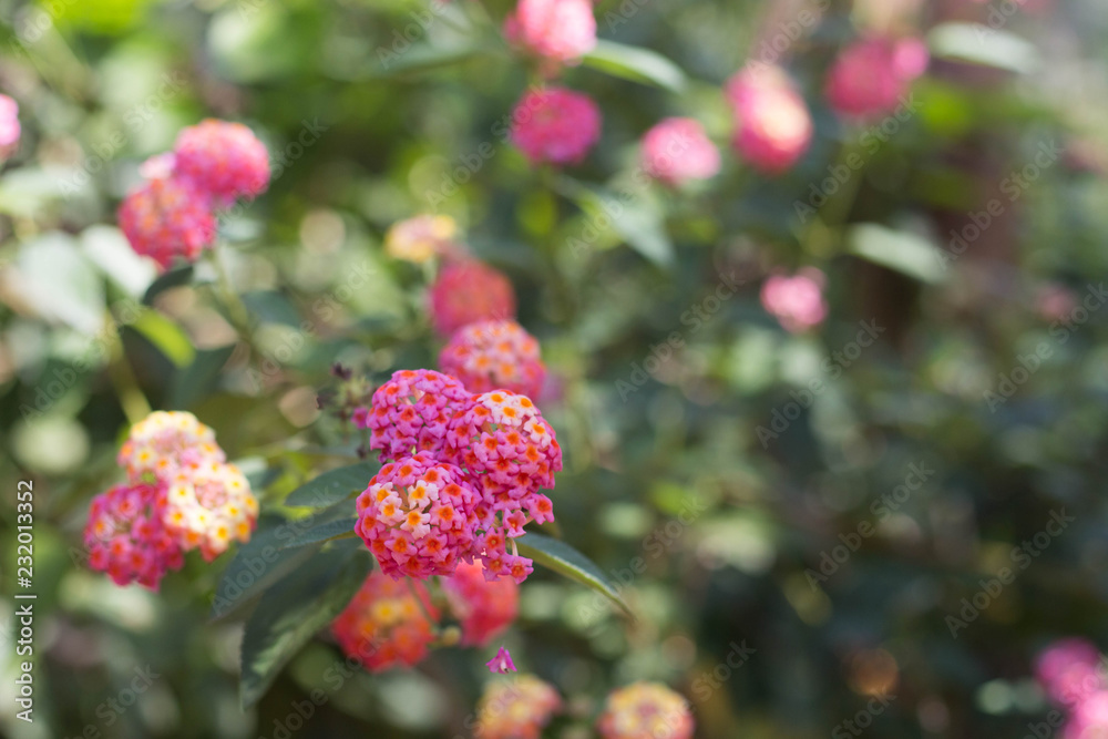 Beautiful lantana camara flowers in the garden. Beautiful lantana camara flowers in the garden.