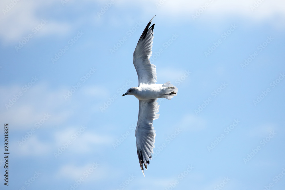 Fototapeta premium bird Seagull flying against the sky