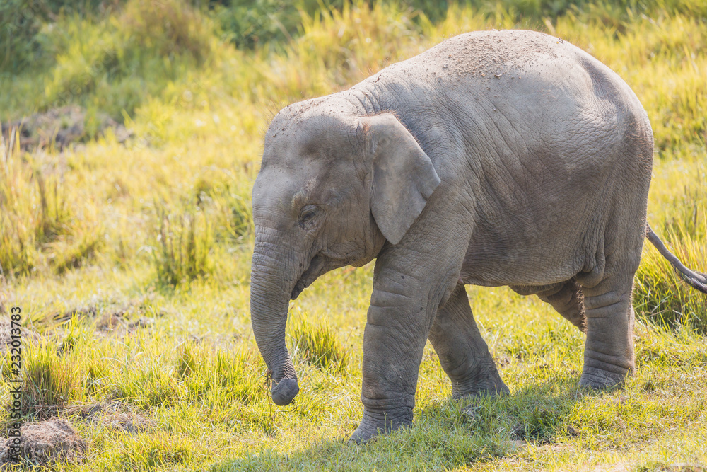 Fototapeta premium Cute Baby Elephant