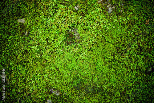 moss grass on rock, green nature background