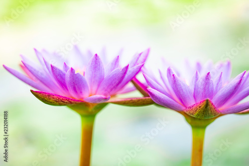close up beautiful purple lotus , a water lily flower in pond