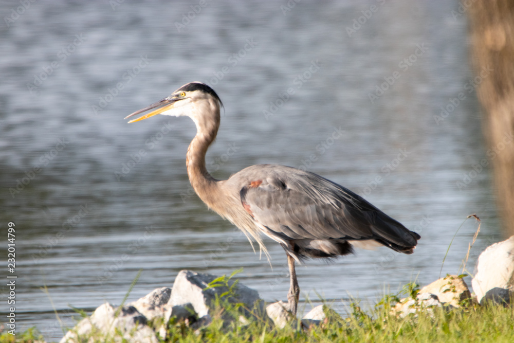 Heron By the Lake Heron By the Lake