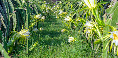 Dragon fruit flower in organic farm. This flower blooms in 4 days if pollination will pass and the left  this is the kind of sun-loving plant grown in the appropriate heat