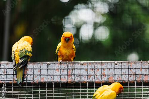 Yellow birds in an enclosure photo