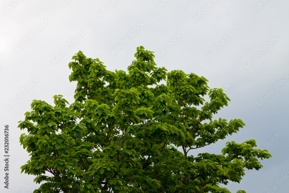 Fototapeta premium Top of Tree