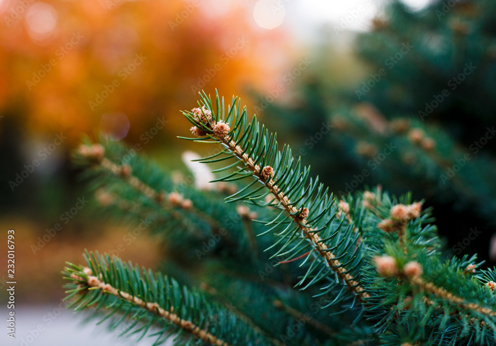 Close-up of fir tree branches. Nature winter background