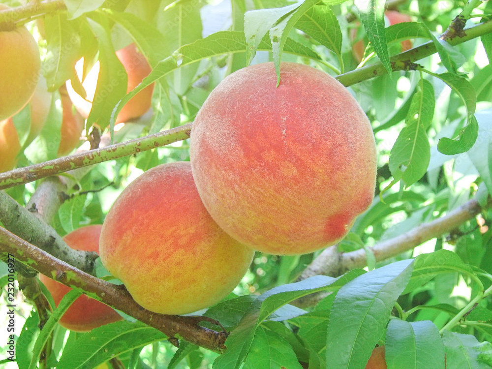 large peaches on a branch in the garden
