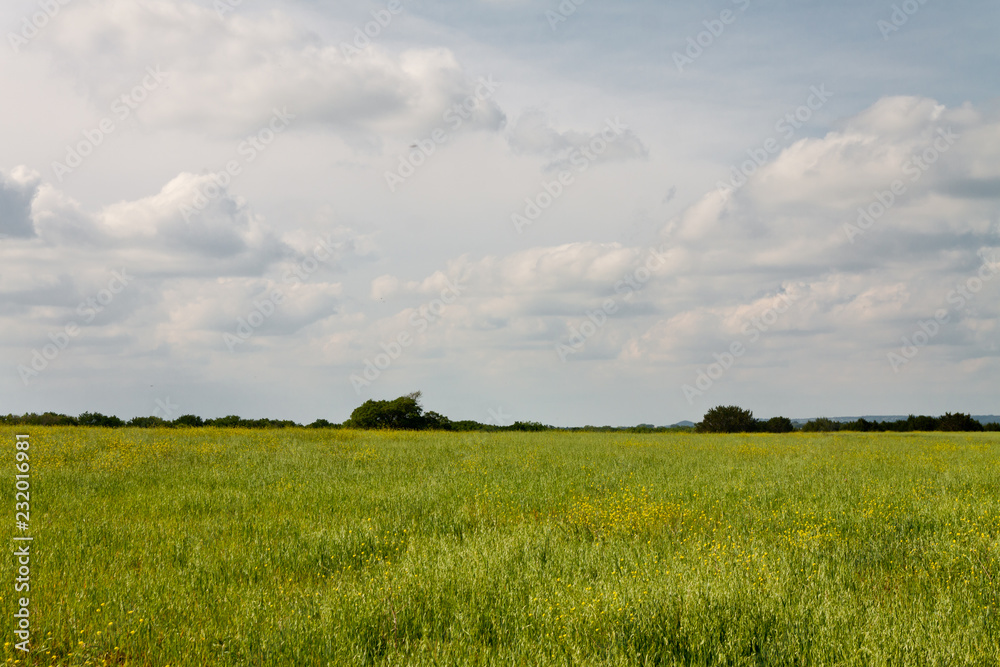 Open Field