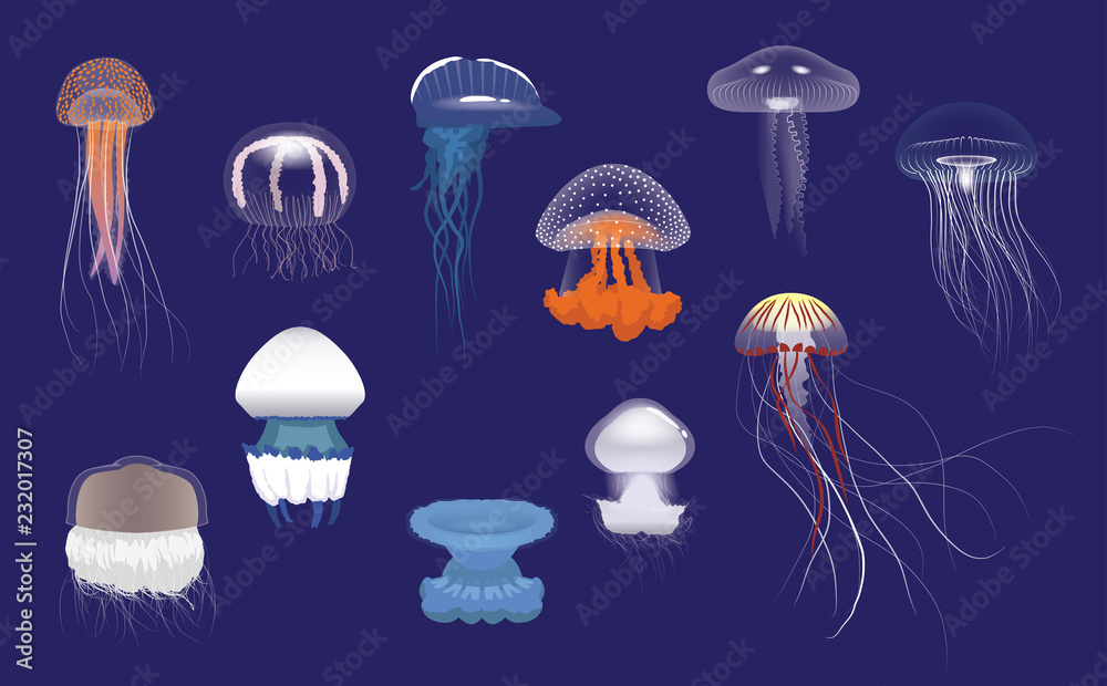 Obraz premium Various Species Jellyfish Cartoon Vector