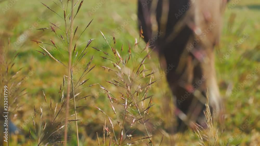 horses are grazing on grass in the meadow.Out of focus. horses are grazing on grass in the meadow.Out of focus.