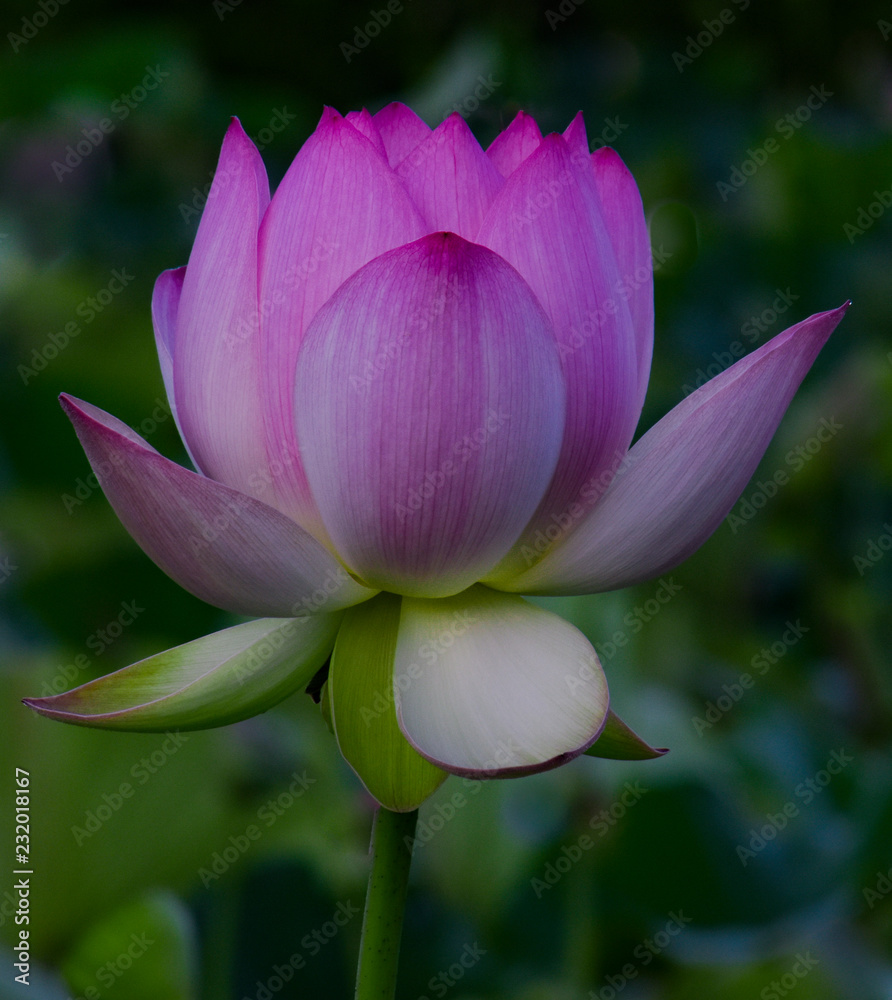 Pink Water Lily