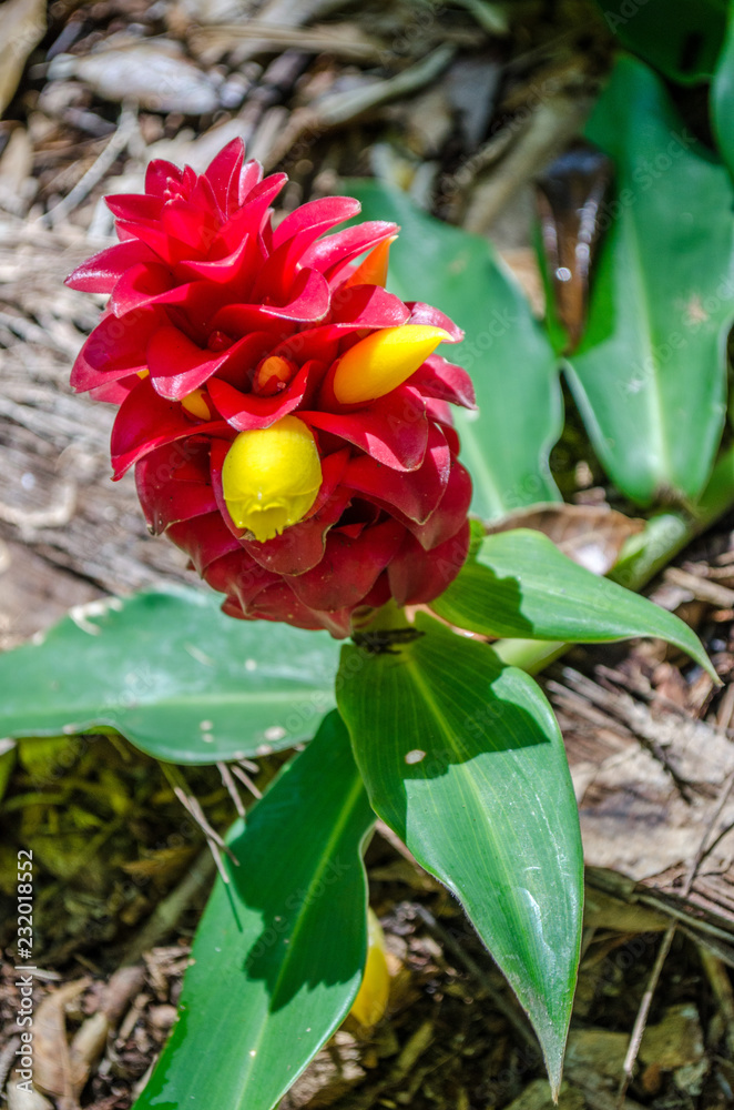 Red flower Red flower