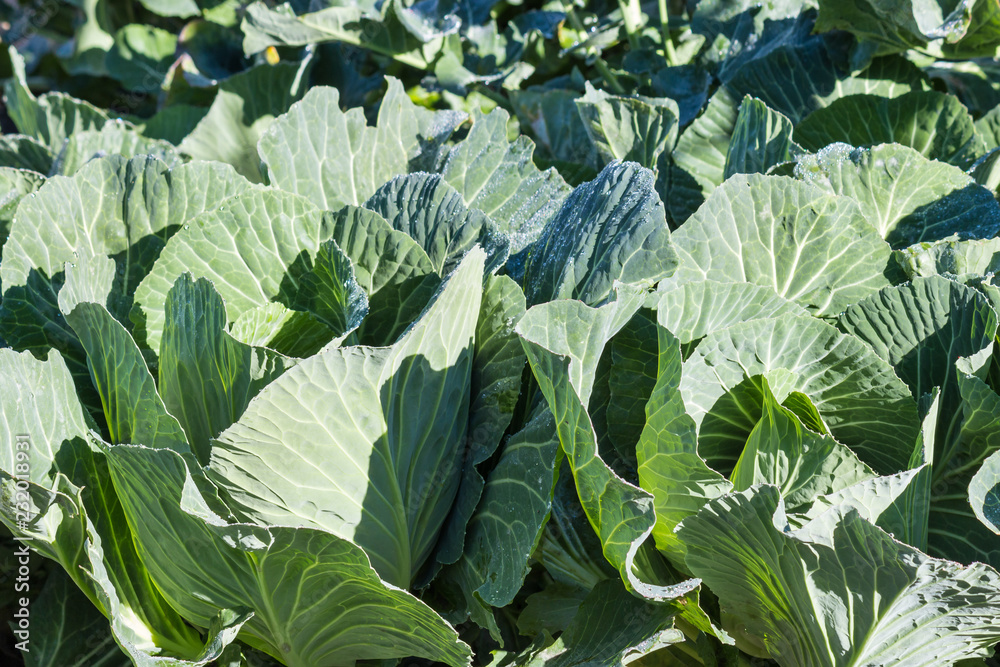 white cabbage heads growing in organic garden white cabbage heads growing in organic garden