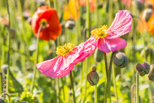 Fototapeta Naklejka Na Ścianę i Meble -  pink poppy flowers growing on meadow with blurred background
