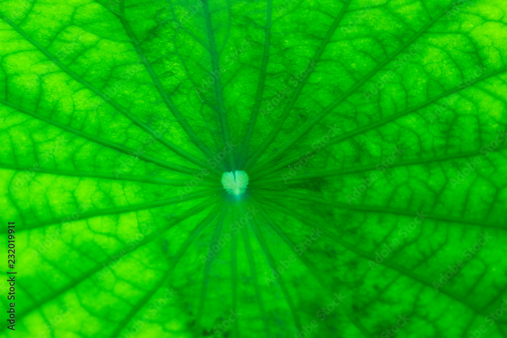 lotus leaf texture for background lotus leaf texture for background