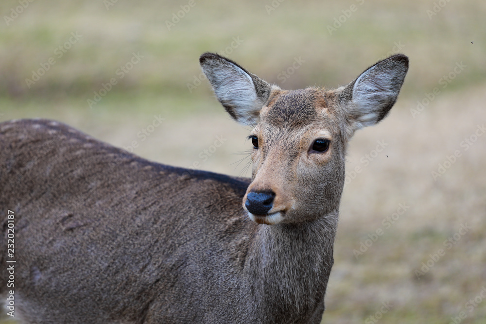 deer in the forest