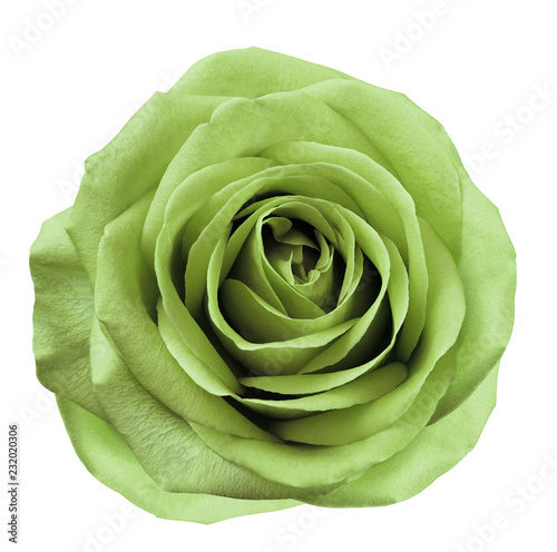 Fototapeta Naklejka Na Ścianę i Meble -  Light green  flower rose  on  white isolated background with clipping path.  no shadows. Closeup.  For design. Nature.