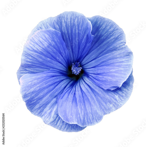 Lavatera blue flower on a  white isolated background with clipping path.   Closeup.  no shadows.  For design.  Nature. © nadezhda F