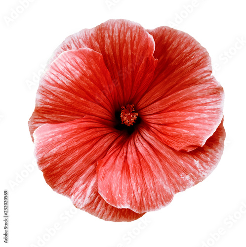Lavatera red flower on a white isolated background with clipping path. Closeup. no shadows. For design. Nature.